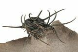 Flying Ceratonurus Trilobite - Top Quality Prep #354582-5